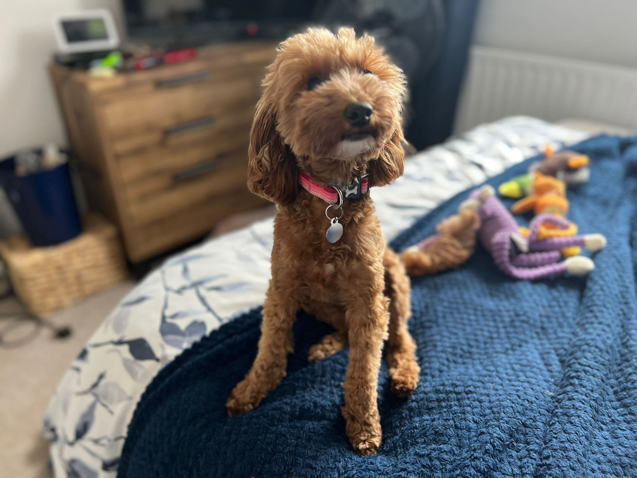 Dog Boarding/ Day Care