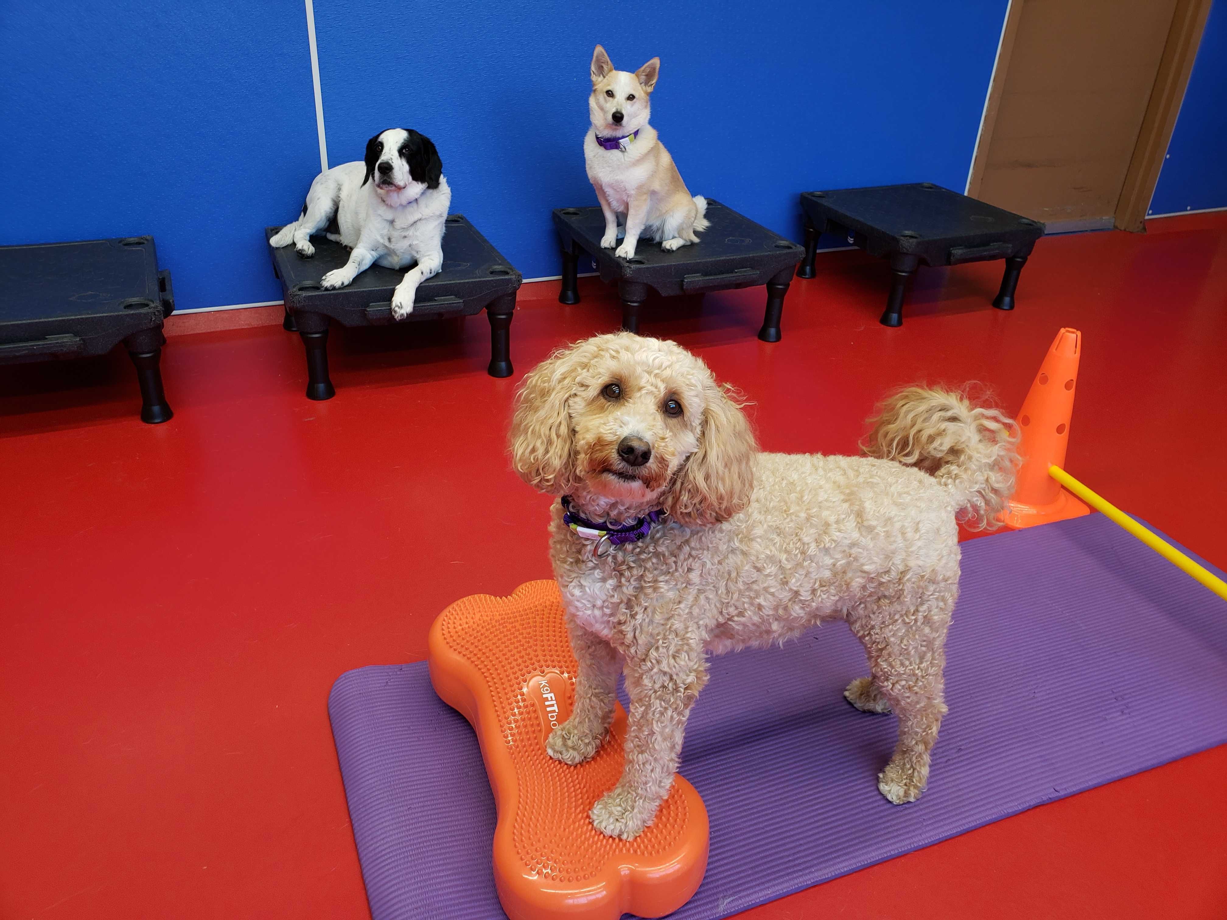 Dog Enrichment Daycare At Urban Pooch