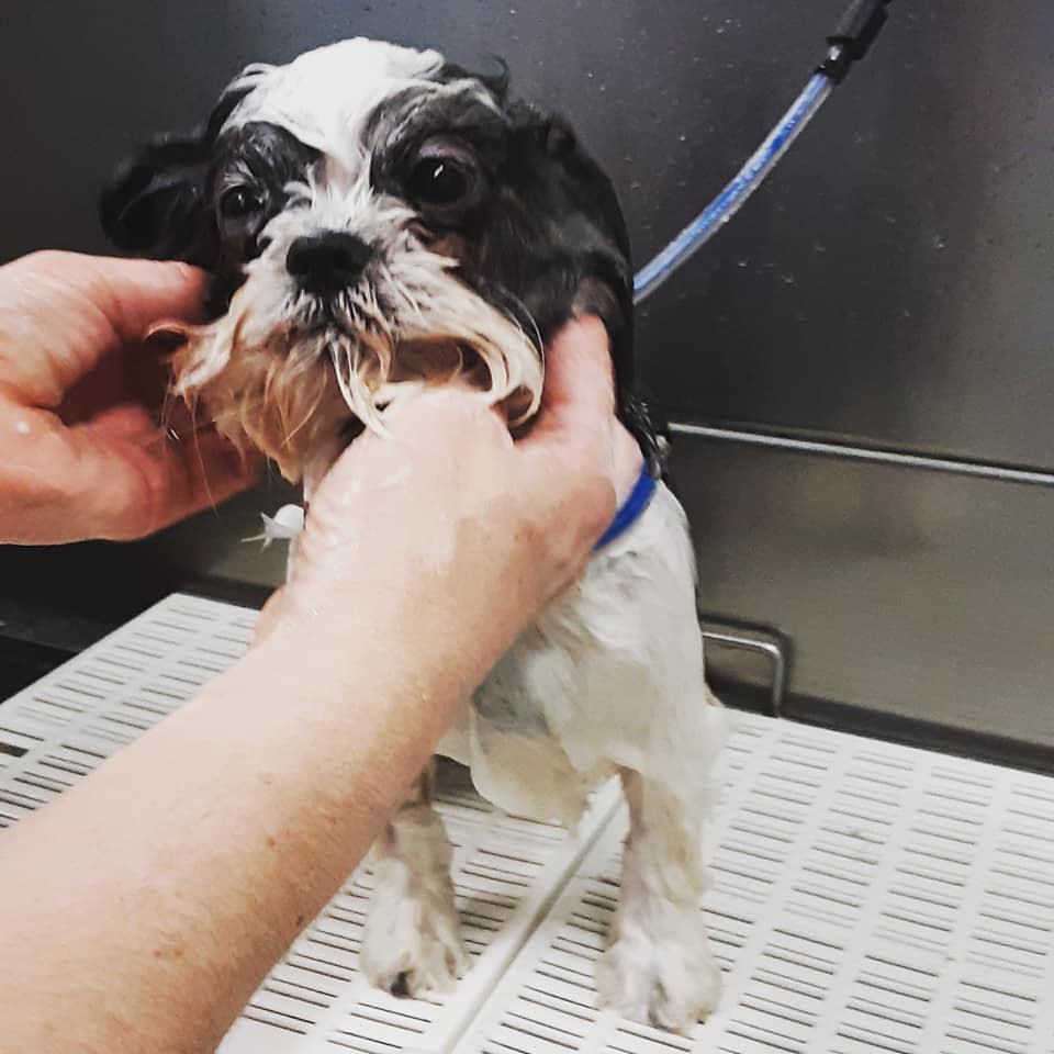 Pet Grooming Salon Cat & Dog Grooming Service Shop In Park Rapids At