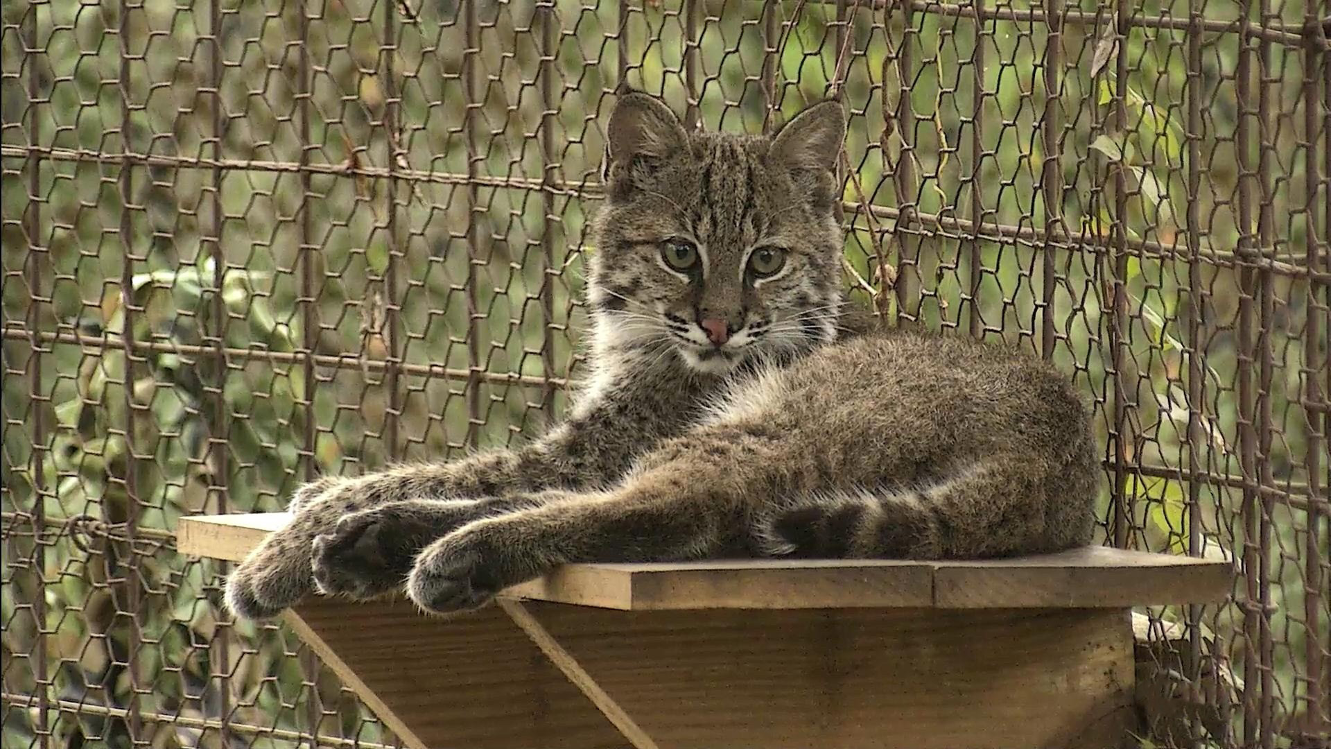 Bobcat Camera Big Cat Rescue Sanctuary