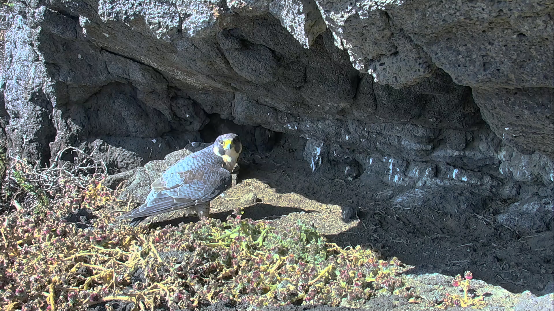 Falcon Cam live streaming video of a peregrine falcon nest on Anacapa