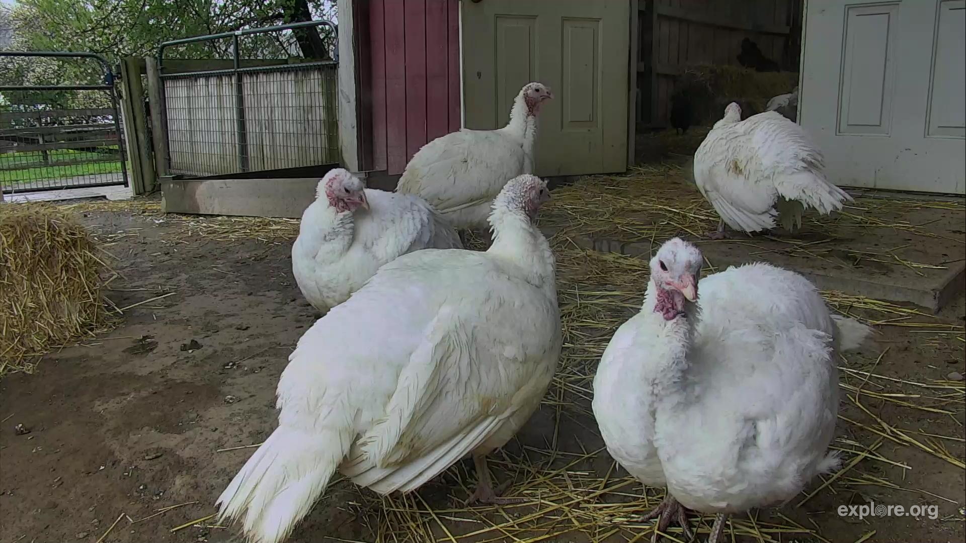 Live Turkey Cam watch turkeys and other farm animals live