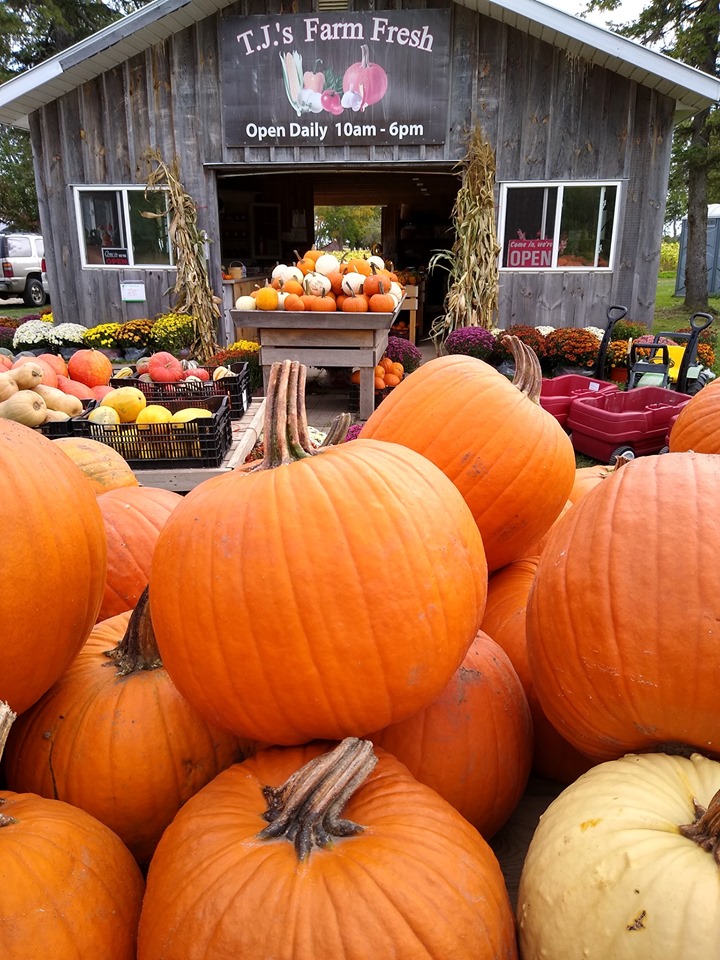 Pumpkin Patches and Corn Mazes in Waterloo Region Explore Waterloo Region