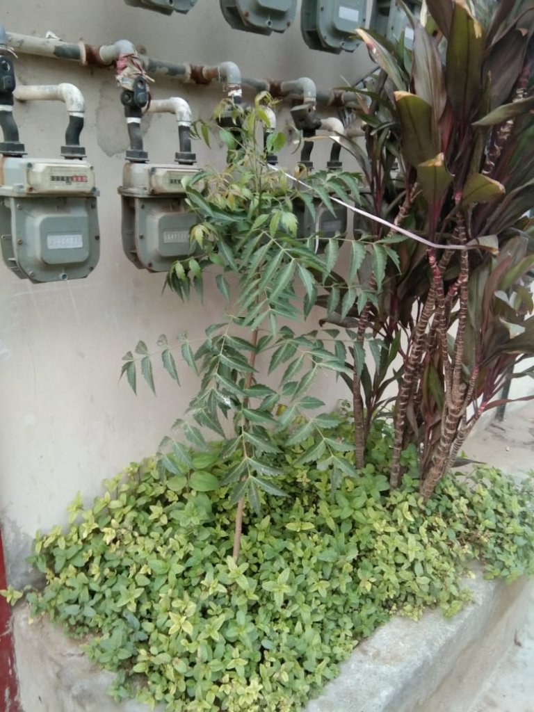 Photos from Plant a Tree in Karachi Help Climate Change GlobalGiving