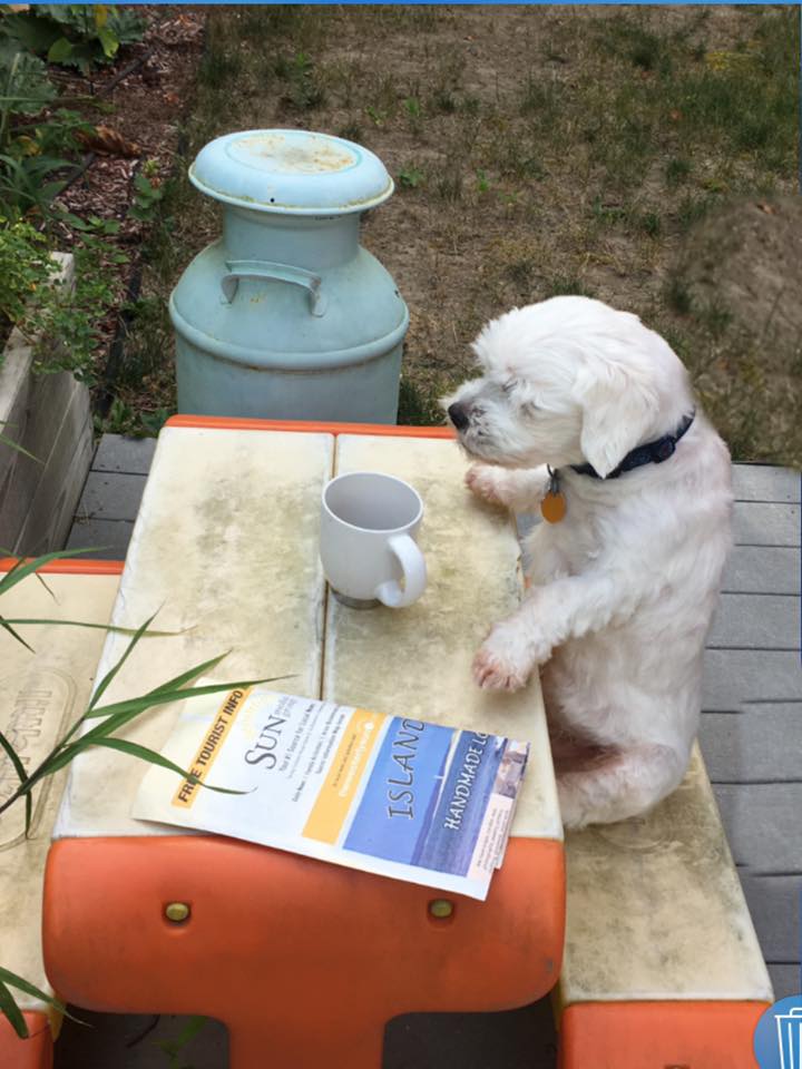 Dave's Dog Care Reviews