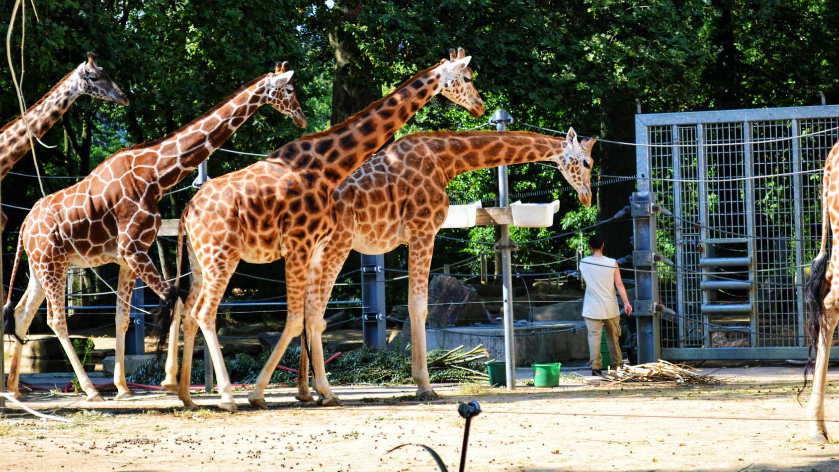 What is the average height of a Northern giraffe? QuizGriz