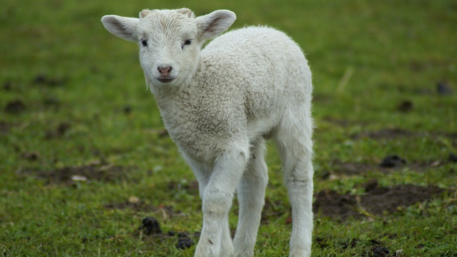 A mother sheep is pregnant for about 5 months before the baby sheep is
