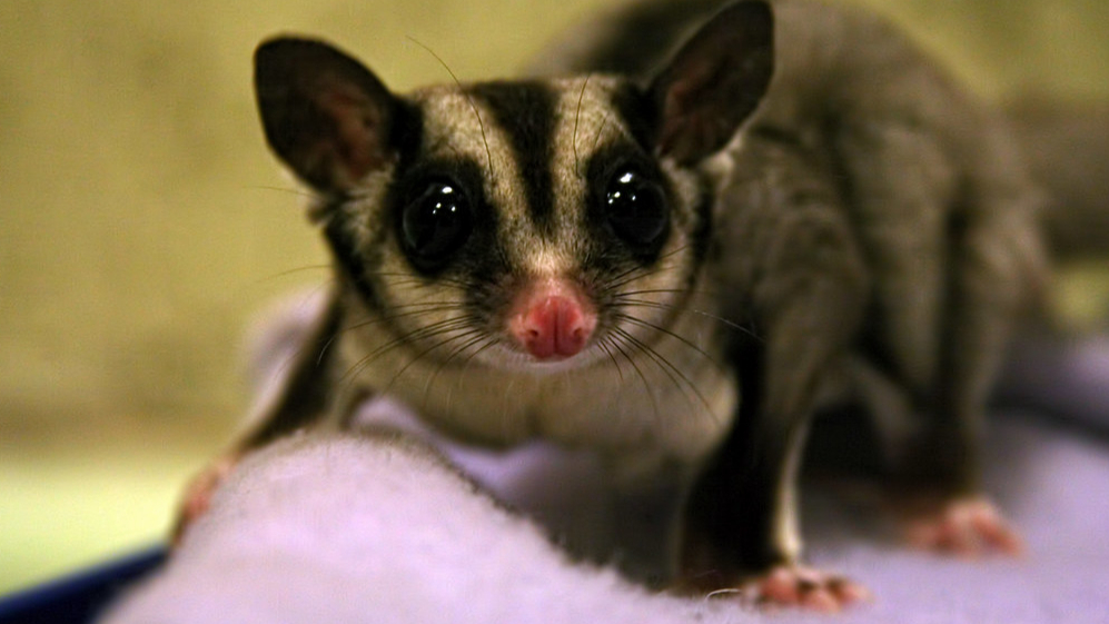 Sugar Gliders Weight at William Jester blog