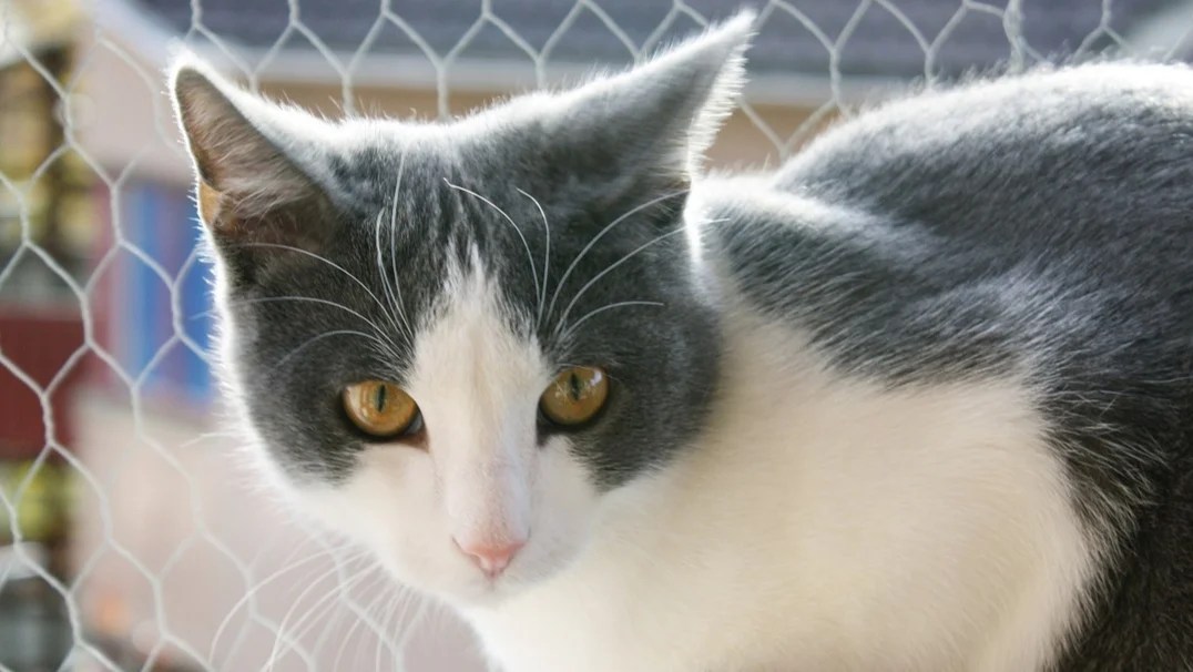 Cats have the amazing ability to rotate their ears in different