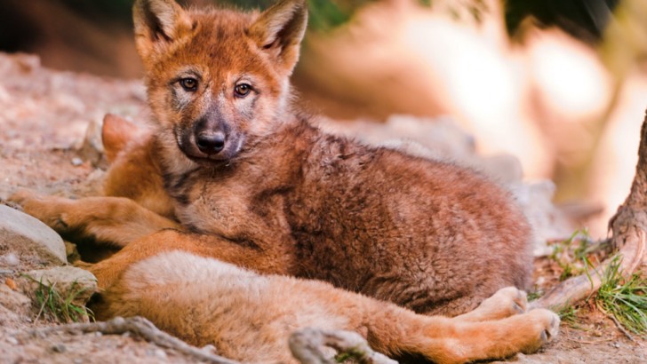 What is a baby wolf called? QuizGriz