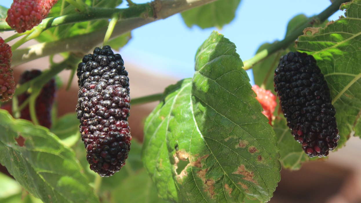 This berry looks like a stretched out blackberry, but is an entirely