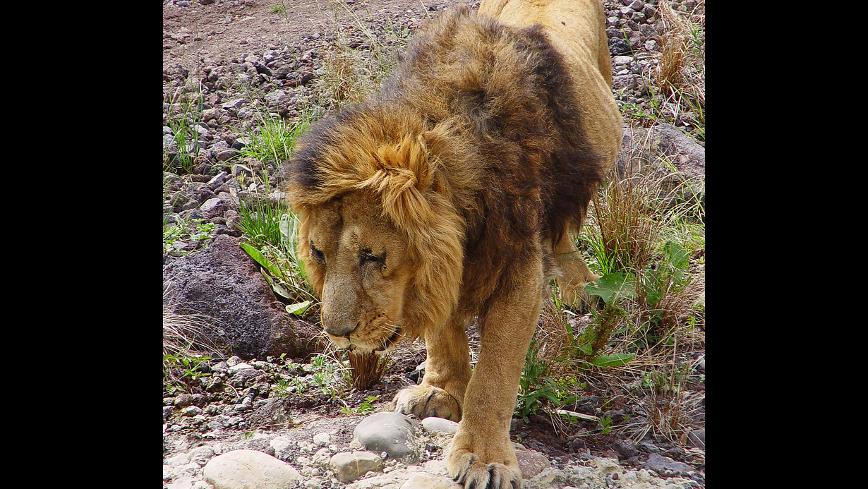 Marjan the blind lion is one of the most famous lions in history, most