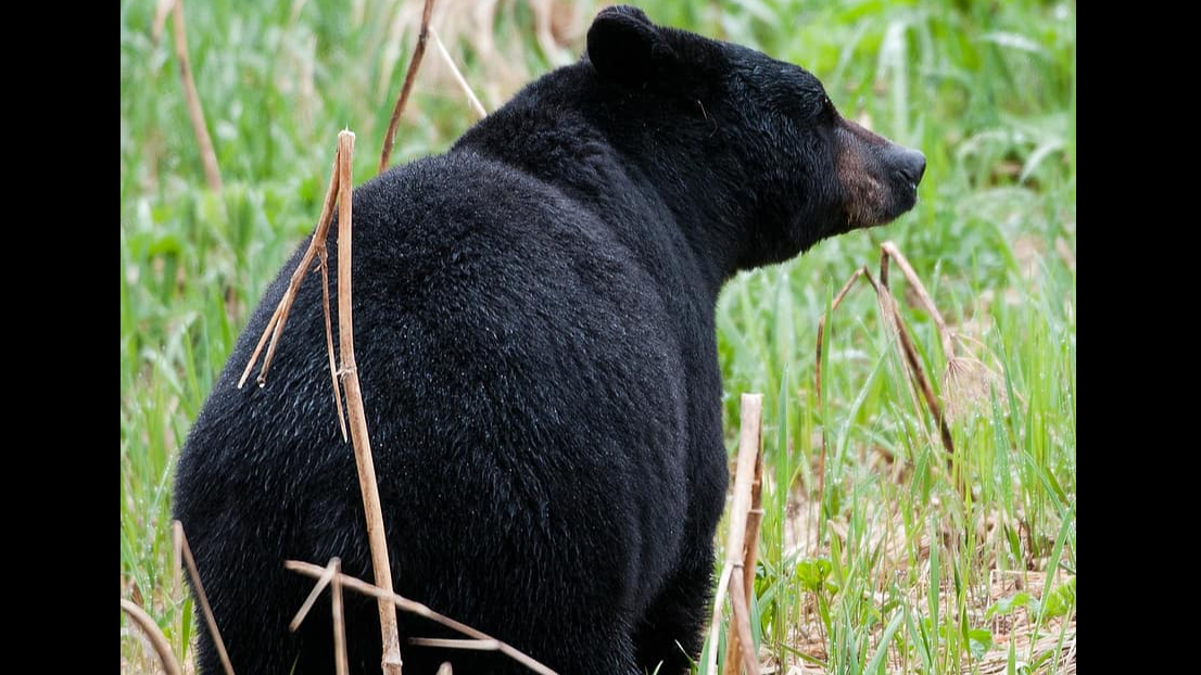 Let's start with Alabama. In 2006, Alabama's governor signed a bill