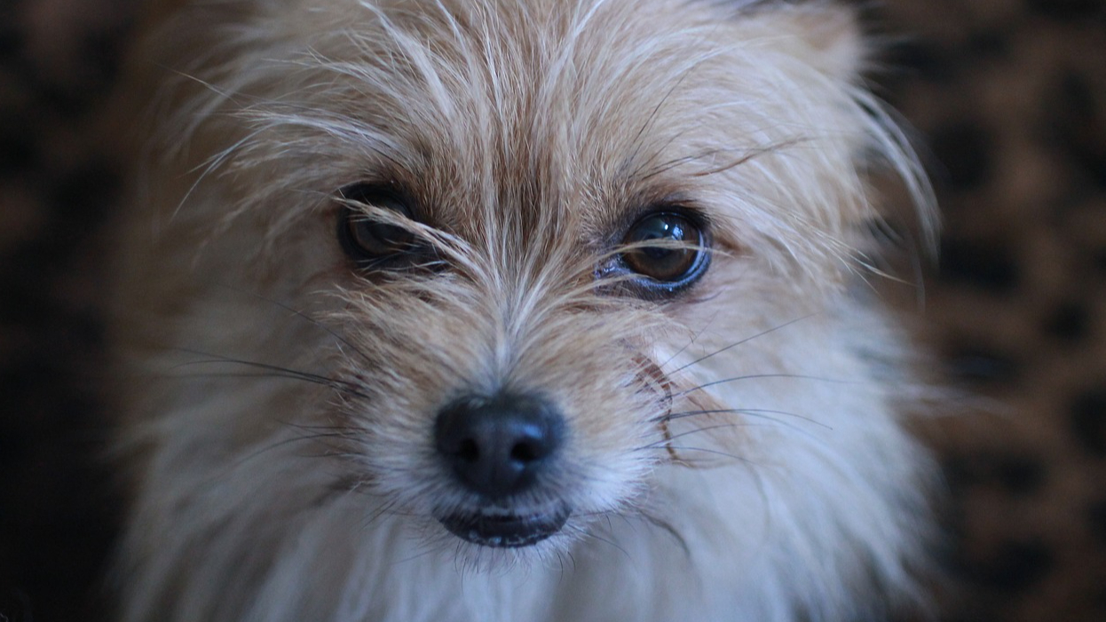 Which dog breed is Toto? QuizGriz