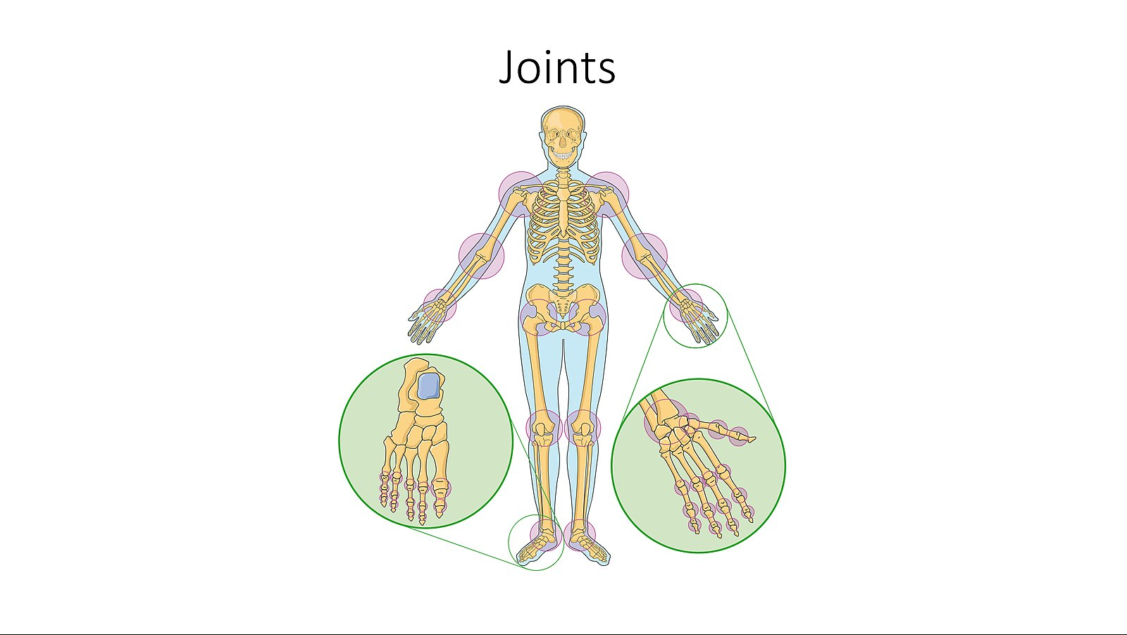 Out of the knee, the ankle, the shoulder and the hip, which is the