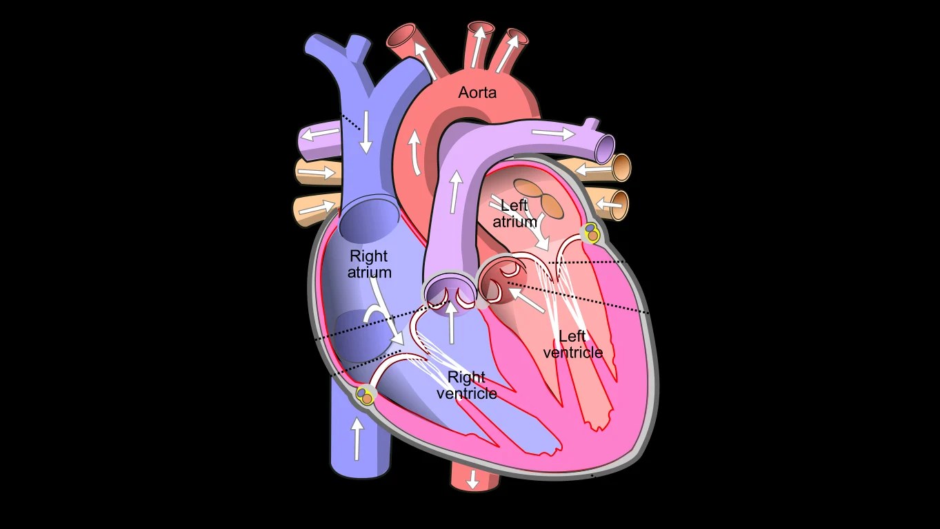 Thump, thump. Thump, thump. What is the study of the heart called