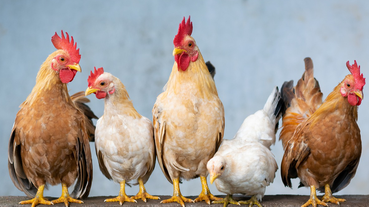 Poultrygeist Night of the Chicken Dead is a 2006 dark comedy musical