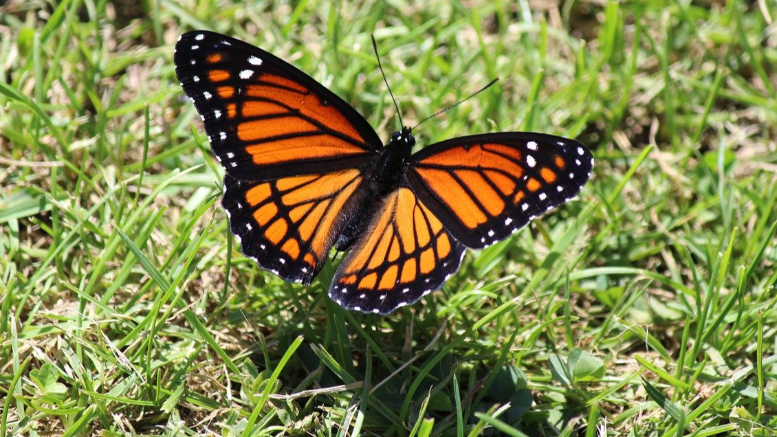 How many legs does a butterfly have? QuizGriz