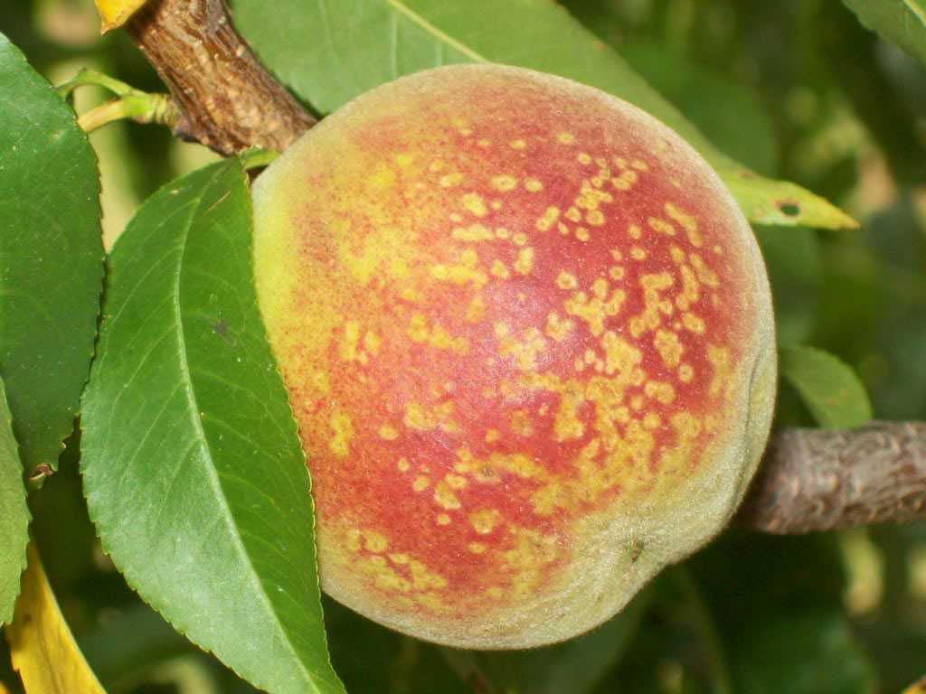 Tips To Identify Bacterial Diseases On Stone Fruit [Slideshow