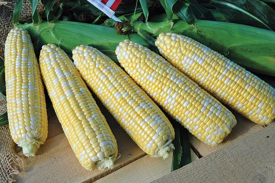22 of the Latest Sweet Corn Varieties [slideshow] Growing Produce