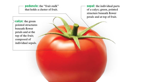 Protected Agriculture Growing Produce