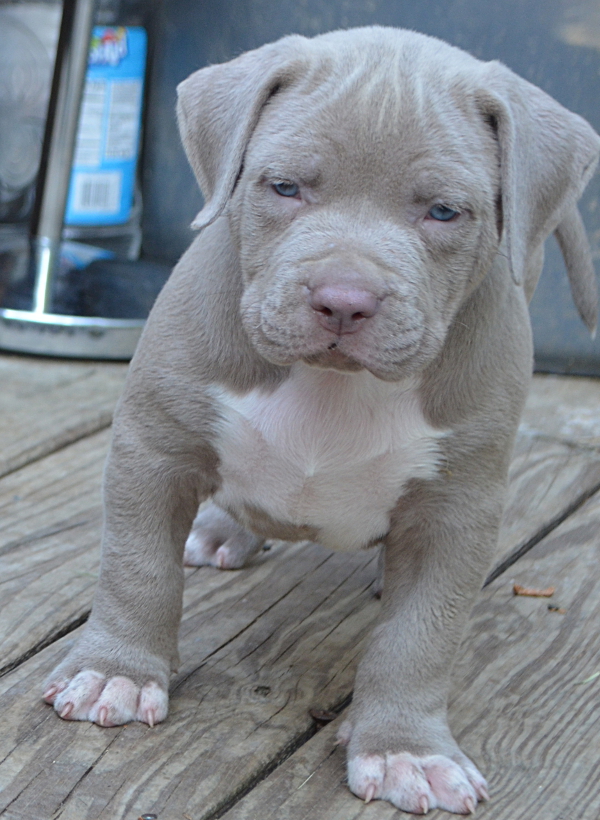 pitbull puppies for sale blue fawn pitbull puppies for sale Huge