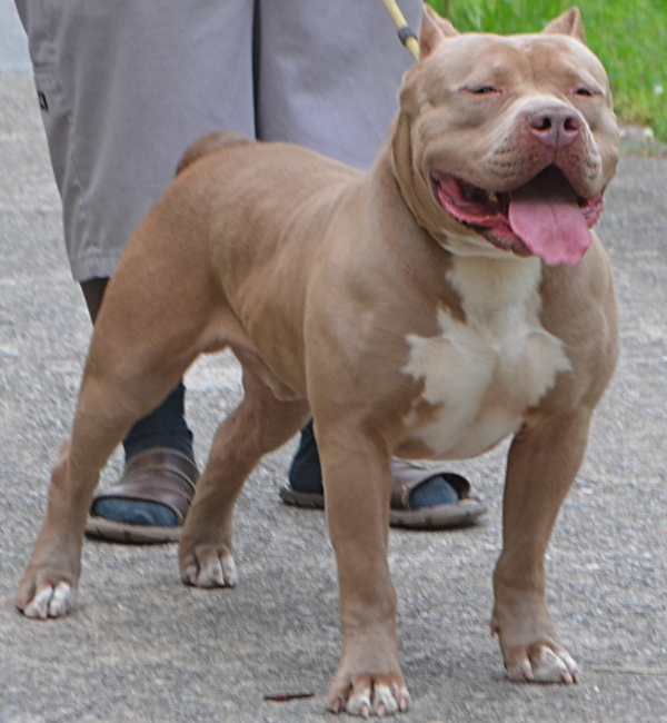 XL Pitbull Puppies for sale Bully Pitbull Puppies Pitbull Breeder Bully Pitbulls