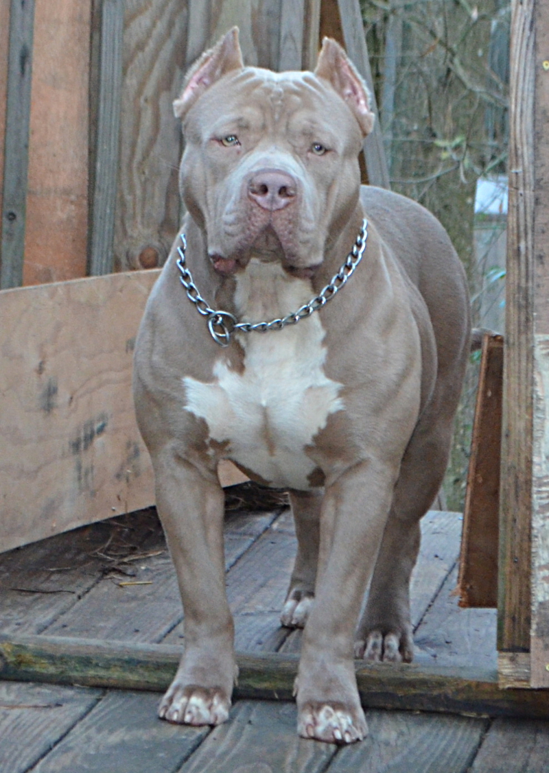 big pitbulls