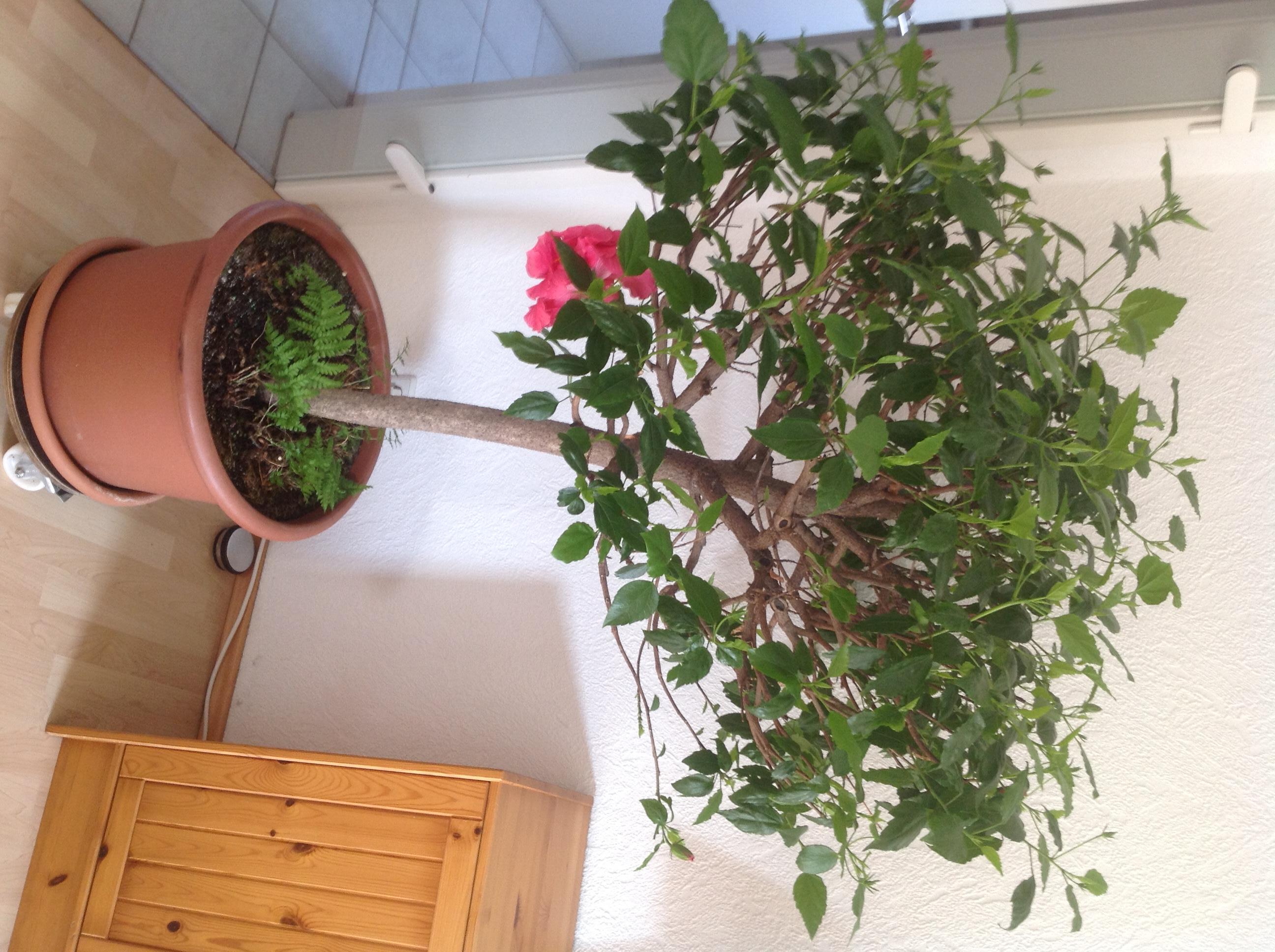 Hibiscus rosasinensis