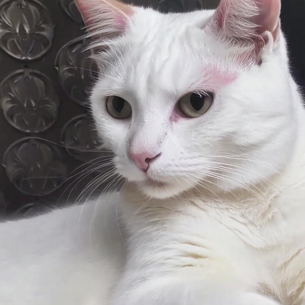 Enchanting Fantasy Cat with Mystical Single Eye Idyllic Creations