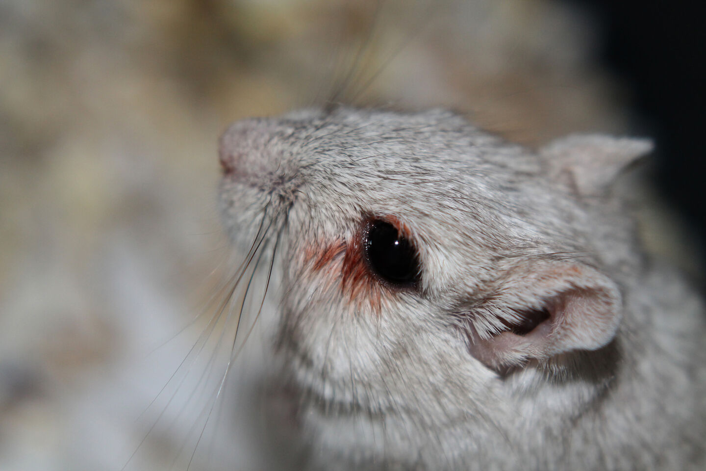 Blod runt ögat? Gerbiler iFokus