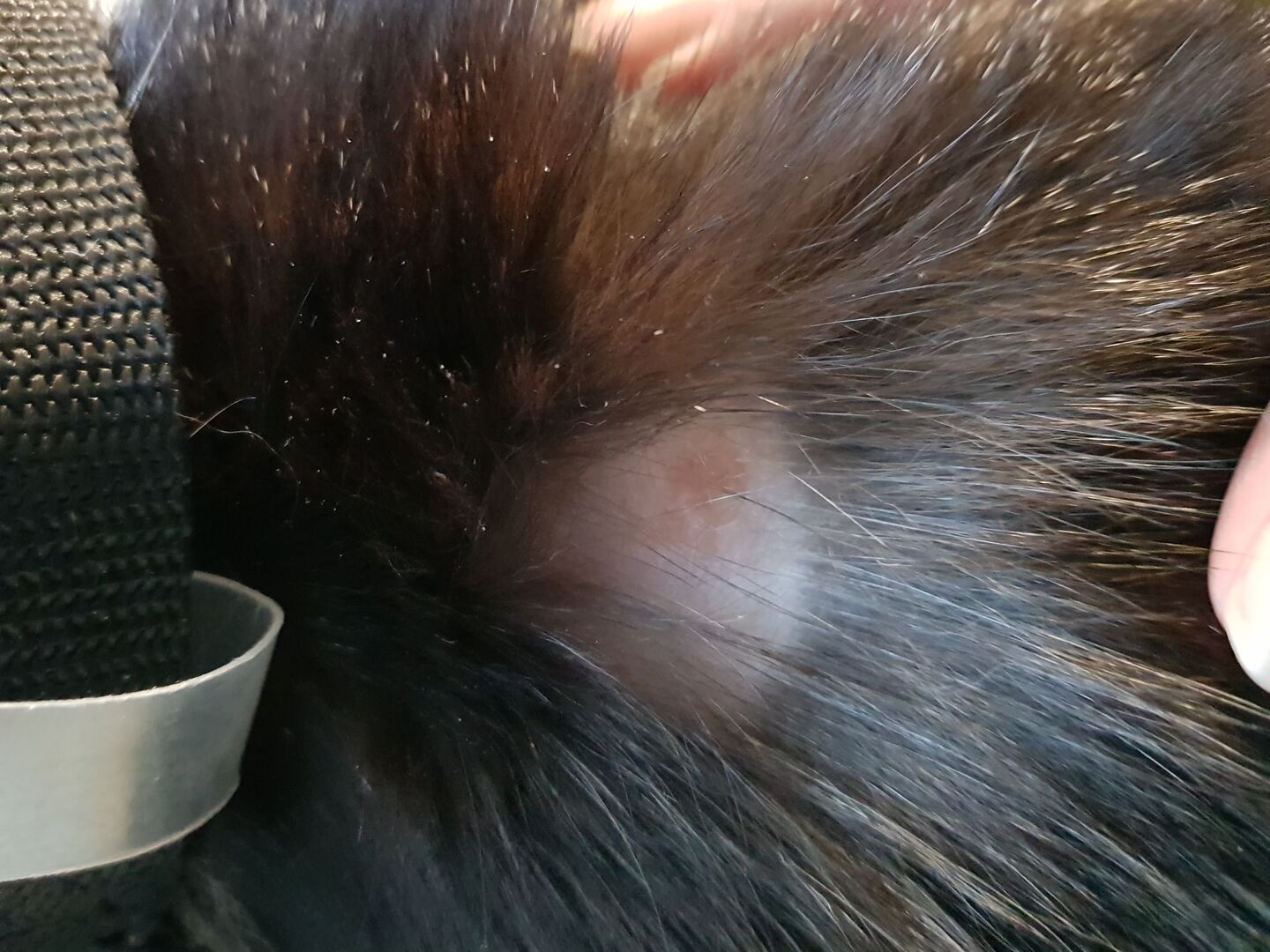 Katt kliar bort päls? Katter iFokus