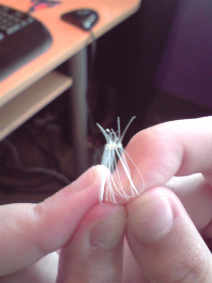 Varför kliar de sig så ofta? Marsvin iFokus