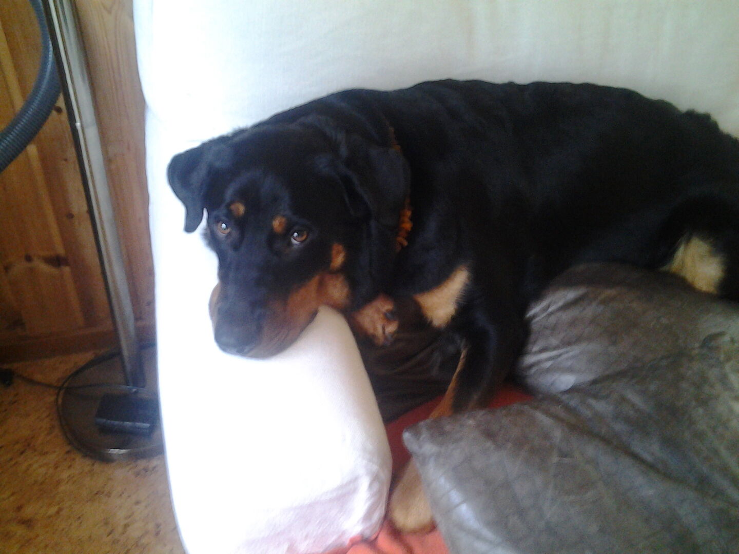 Lös i magen! Hjälp! Hundar iFokus