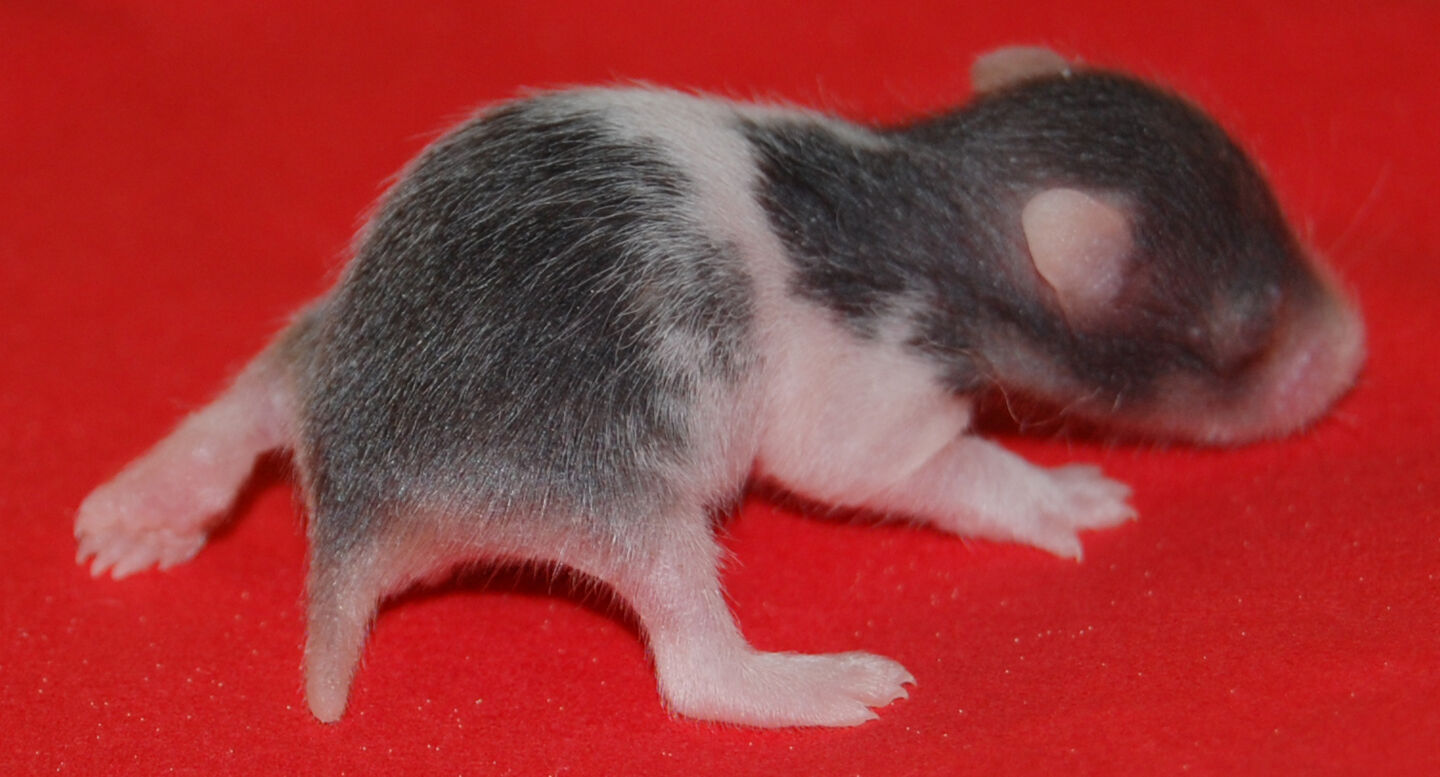 Sobel Roan?! Hamster iFokus