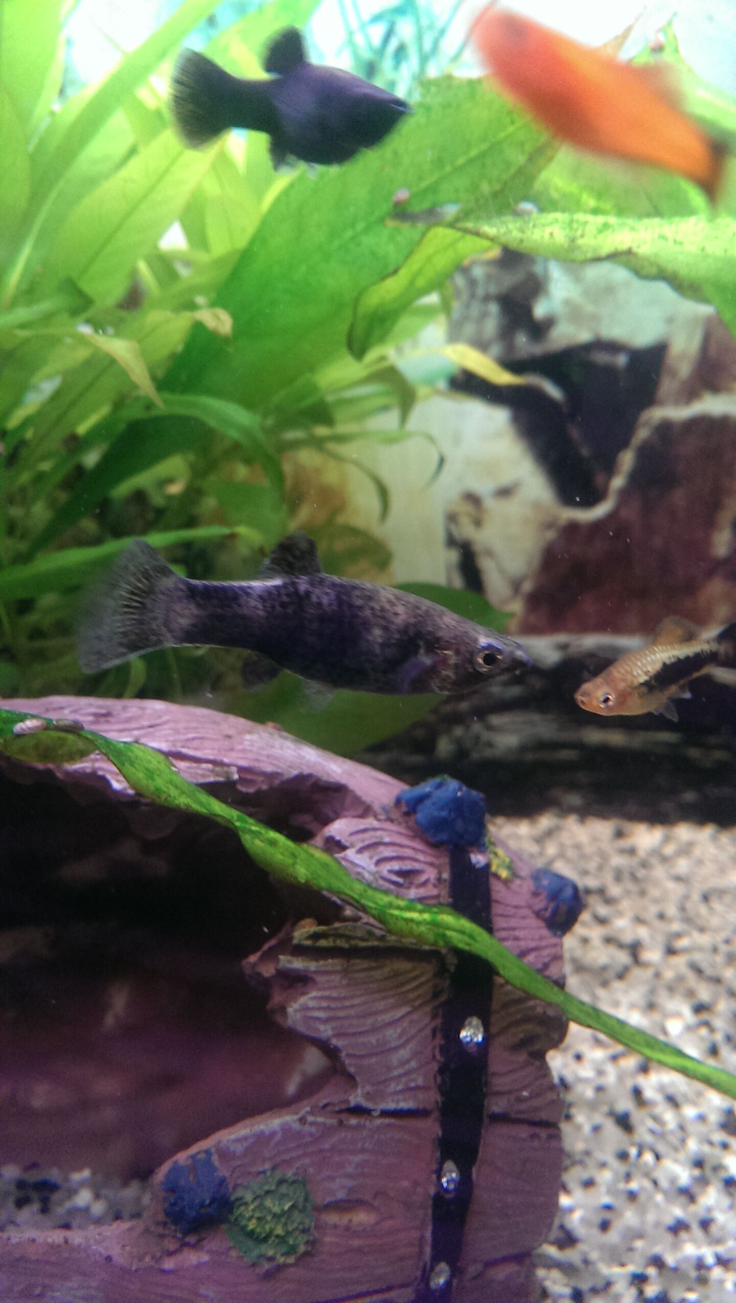 Vad händer med min molly? Akvariefisk iFokus