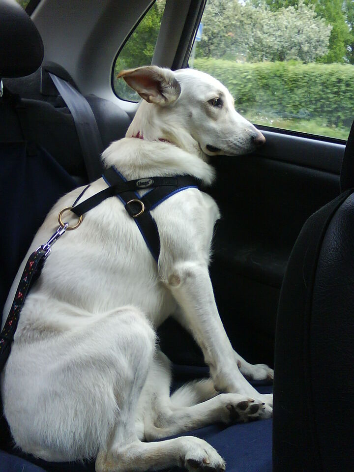 Valp i bil? Hundar iFokus