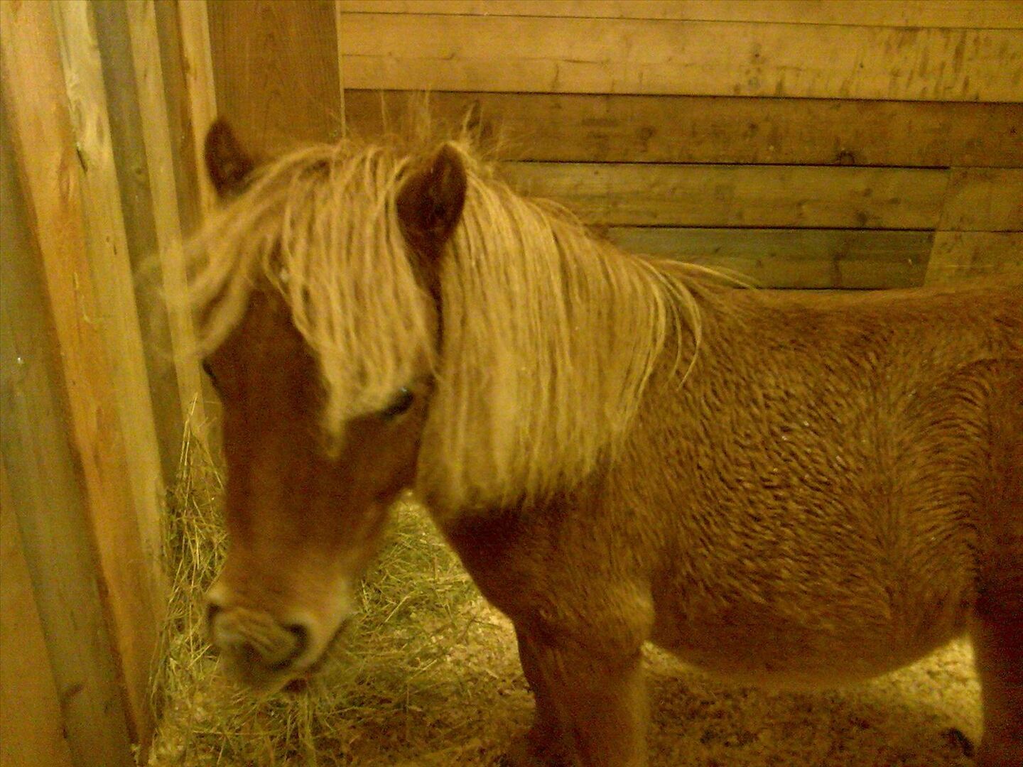Lös i magen? Shetlandsponny iFokus