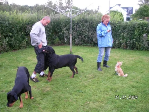 Märgben Hundar iFokus