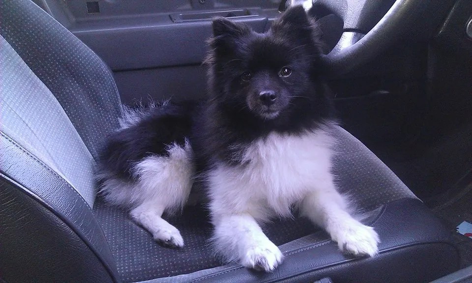 Pomeranian mat Hundar iFokus