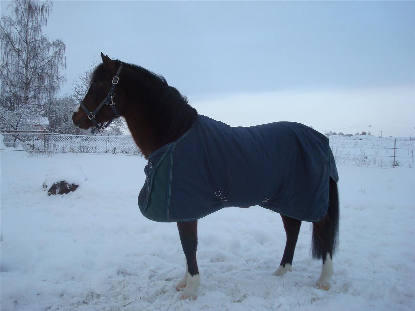 Bra Täcken Som Andas Bra liggande täcken.. Ridsport iFokus
