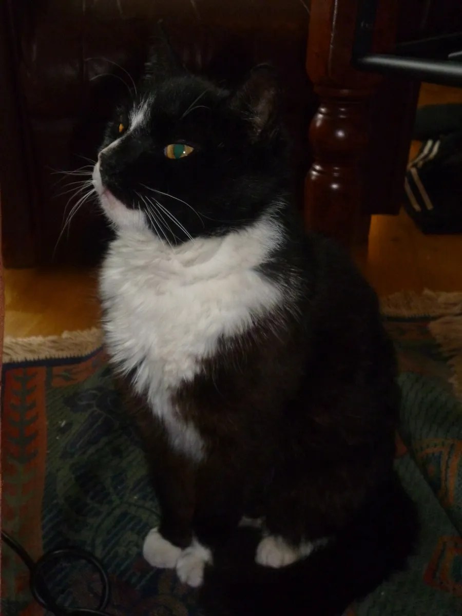 Charlie! Hittekatten! Katter iFokus