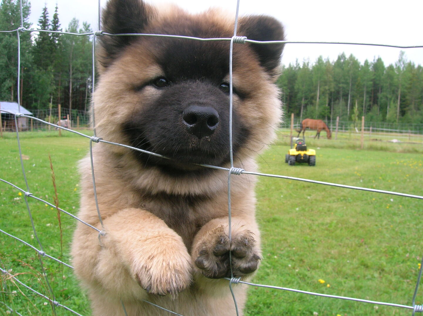 Mellanstor/Stor hund till sällskap Hundar iFokus