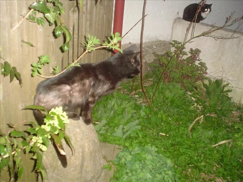 Katter med fortsatt klåda... Hittekatter iFokus