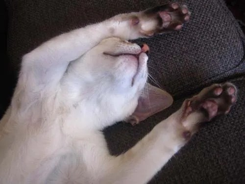 Kattunge lös i magen Siames iFokus