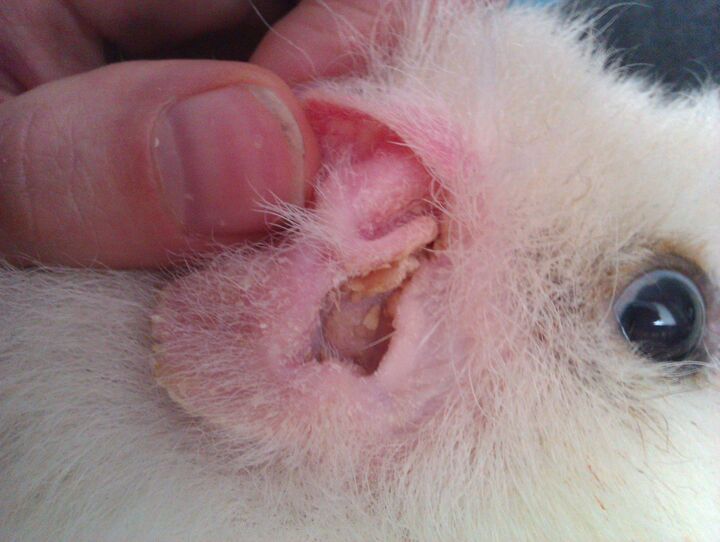 Klumpar i öronen, är det vax? Marsvin iFokus