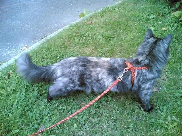 katt koppel? Katter iFokus