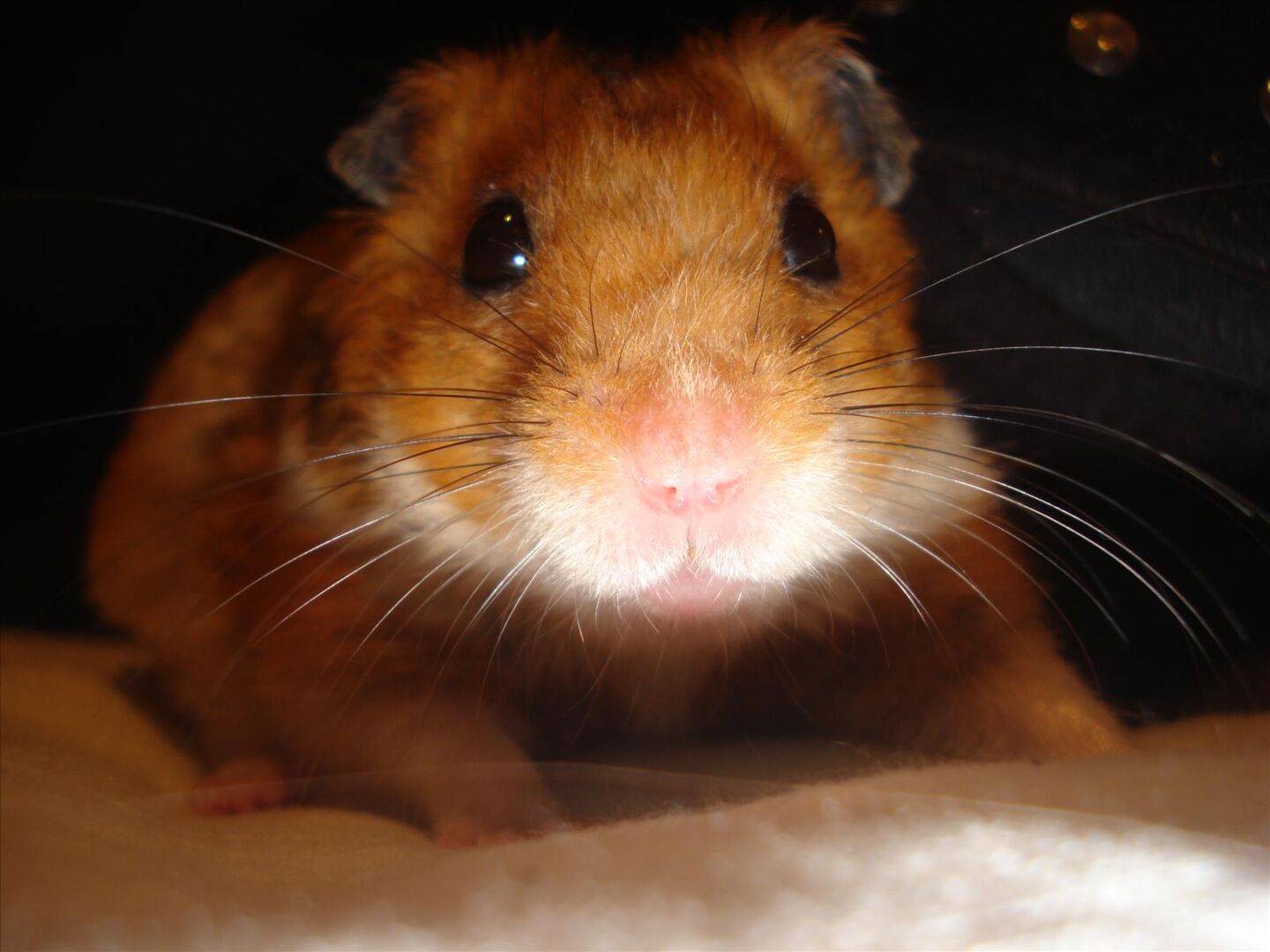 Svullen mage Hamster iFokus