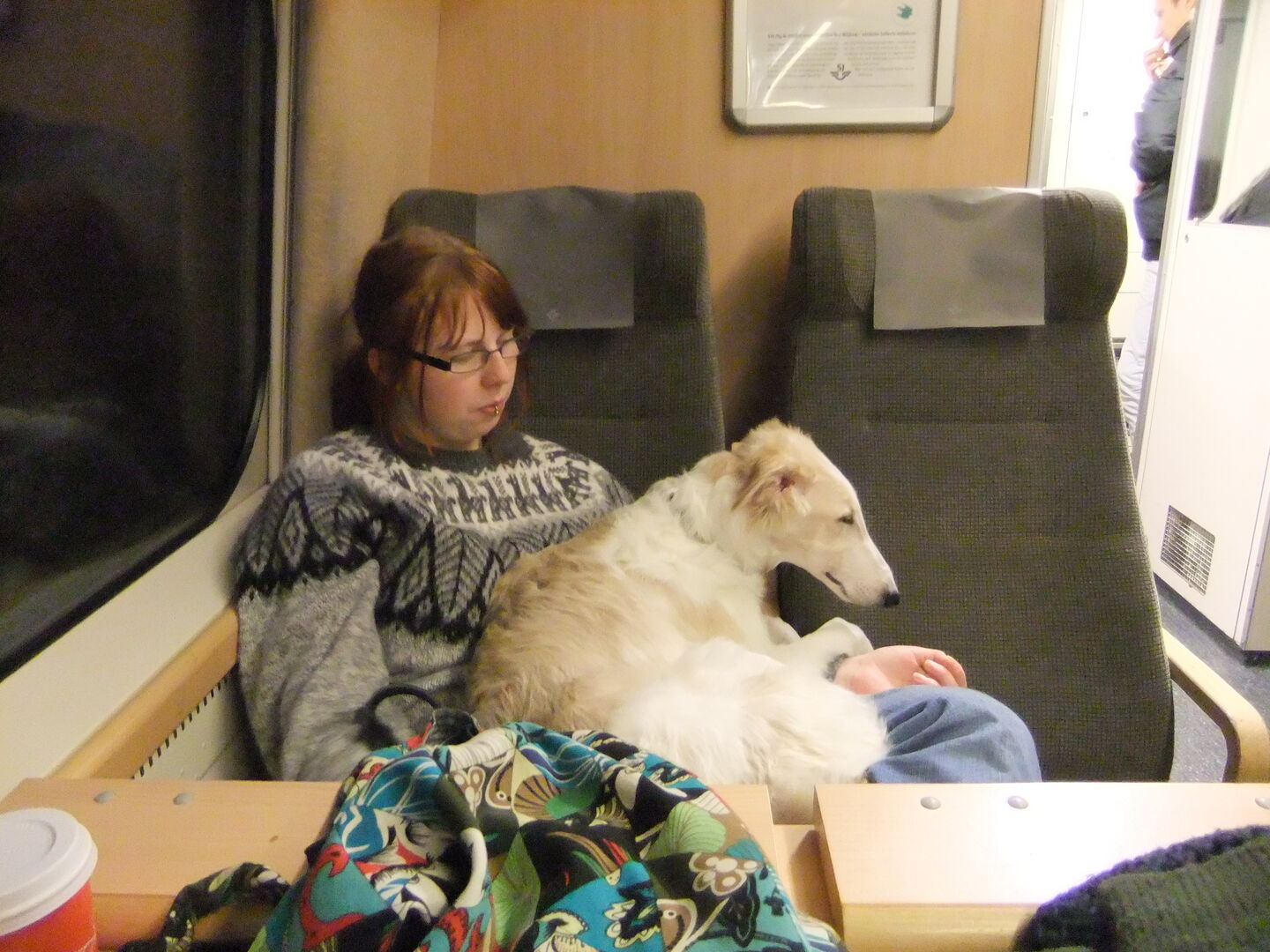 Valp i bil Hundar iFokus