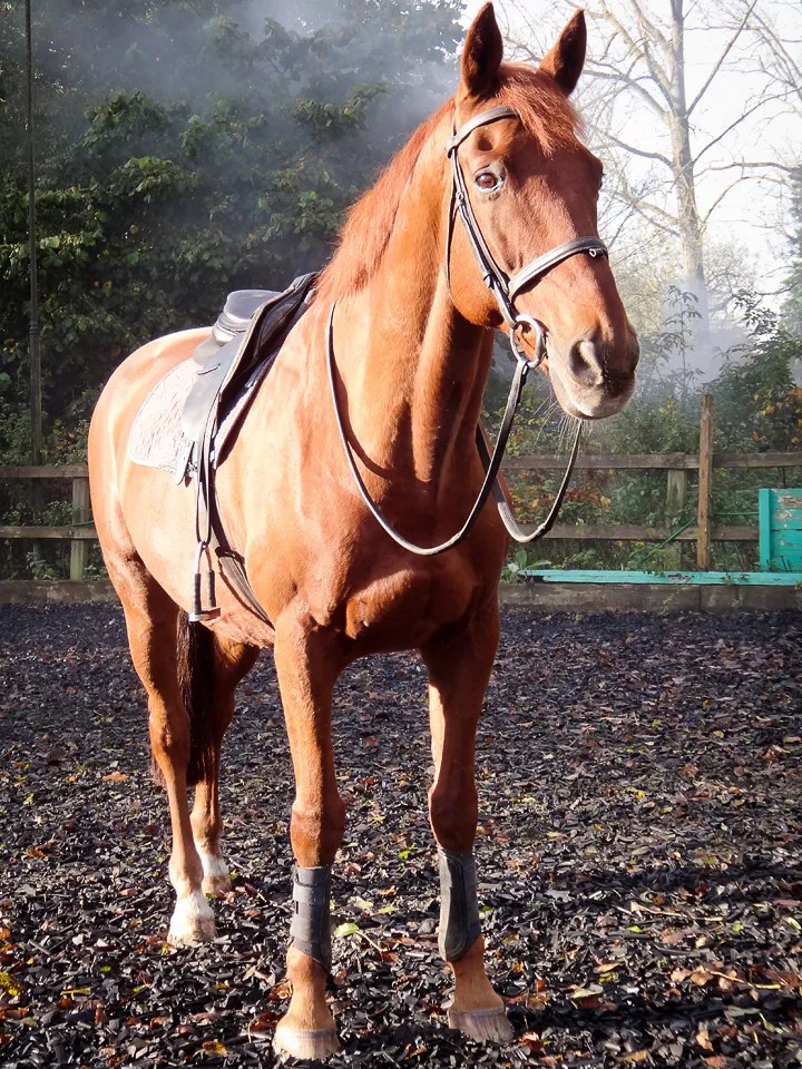 Jobb i England hästar & hundar Ridsport iFokus